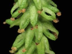 Salix matsudana 'Tortuosa'. Ovaries and bracts.
 Image: D. Glenny © Landcare Research 2020 CC BY 4.0